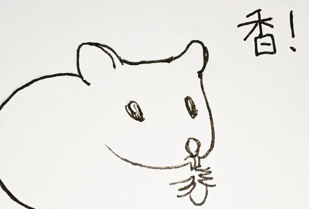小鼠的生物学特性与应用