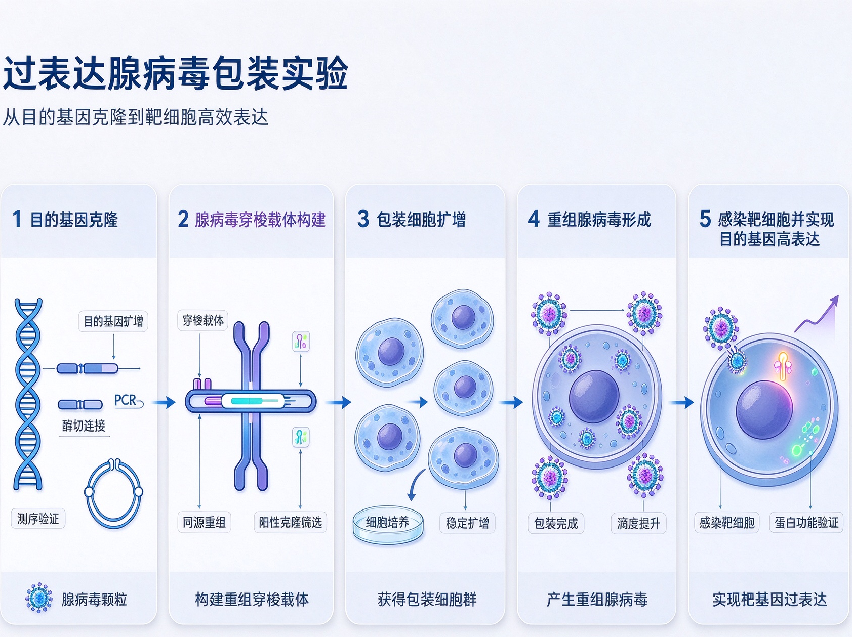 过表达腺病毒