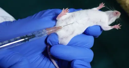 腹腔注射